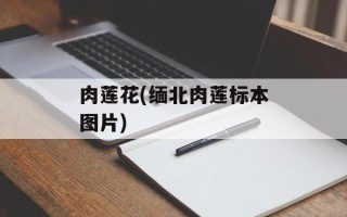 肉莲花(缅北肉莲标本图片)
