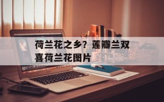 荷兰花之乡？莲瓣兰双喜荷兰花图片