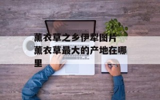 薰衣草之乡伊犁图片 薰衣草最大的产地在哪里