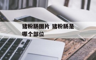 猪粉肠图片 猪粉肠是哪个部位