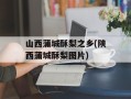 山西蒲城酥梨之乡(陕西蒲城酥梨图片)