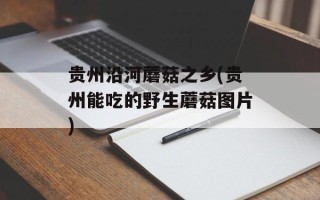 贵州沿河蘑菇之乡(贵州能吃的野生蘑菇图片)