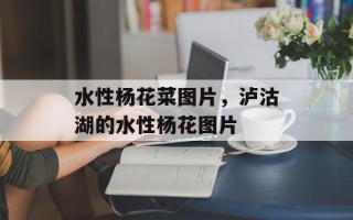 水性杨花菜图片，泸沽湖的水性杨花图片