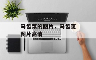 马齿菜的图片，马齿苋图片高清