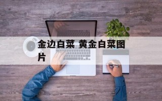 金边白菜 黄金白菜图片