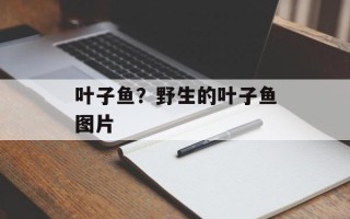 叶子鱼？野生的叶子鱼图片