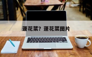 蓬花菜？蓬花菜图片
