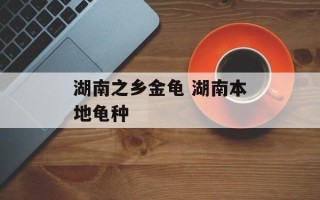 湖南之乡金龟 湖南本地龟种