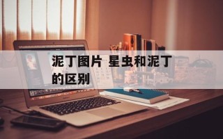 泥丁图片 星虫和泥丁的区别