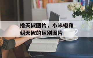 指天椒图片，小米椒和朝天椒的区别图片