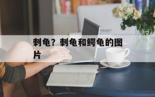 刺龟？刺龟和鳄龟的图片