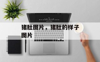 猪肚图片，猪肚的样子图片
