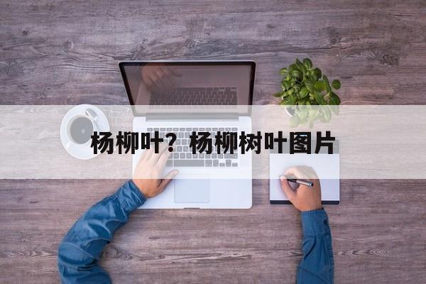 杨柳叶？杨柳树叶图片-第1张图片-