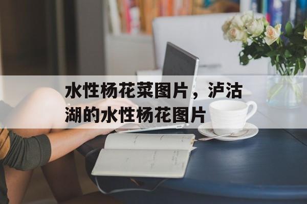 水性杨花菜图片，泸沽湖的水性杨花图片-第1张图片-